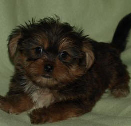RED AND GOLD SHORKIE  AS A PUPPY